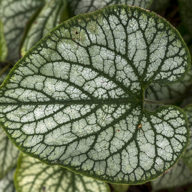 "Stunning Silver Leaves" stock image