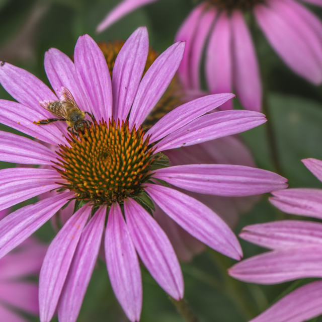 "Pretty Pink Flowers" stock image