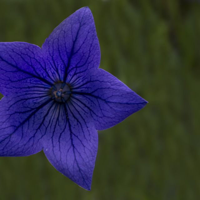 "Blue Beauty" by www.nishantdavid.ca - $16.05 "Blue Beauty" stock image