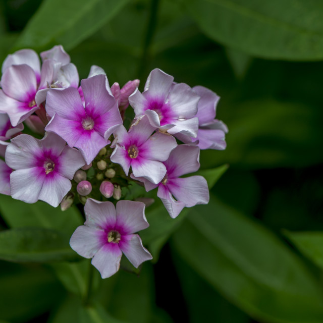 "Pretty Pink Flowers" stock image