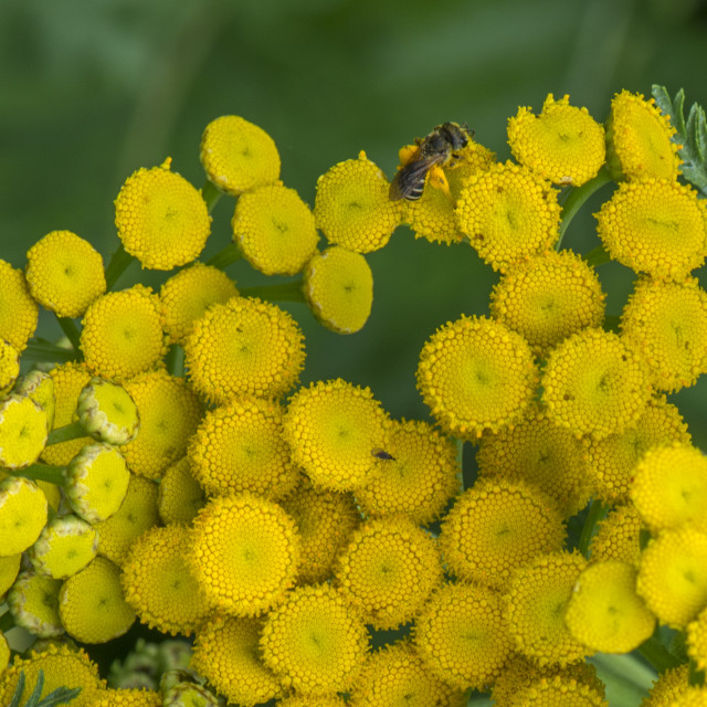 "Pretty Golden Button Flowers" stock image