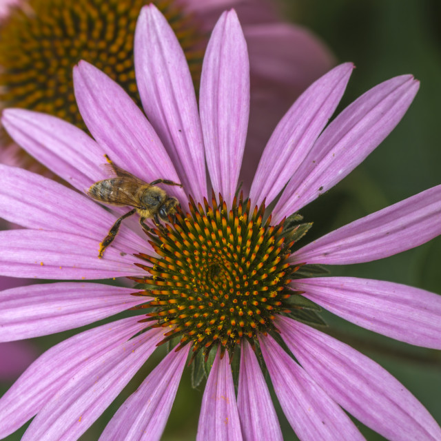 "Pretty Pink Flower" stock image