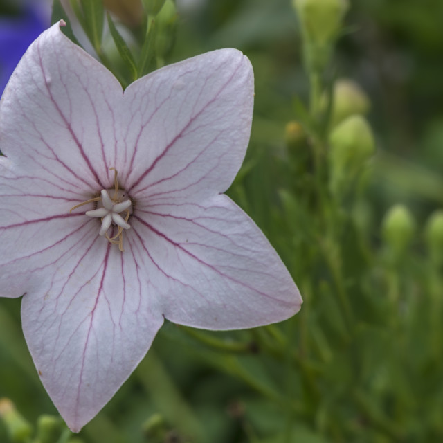 "Pristine Blossom" stock image