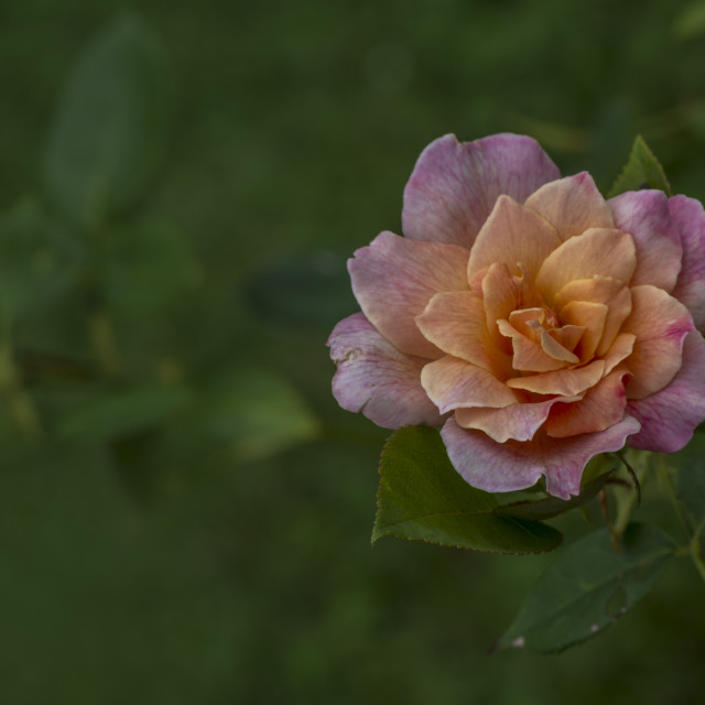 "Stunning Rose" stock image