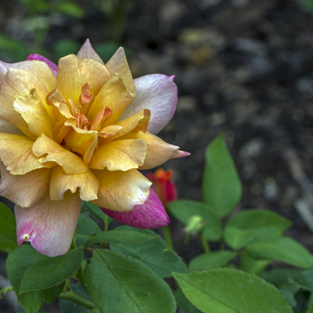 "Stunning Rose" stock image