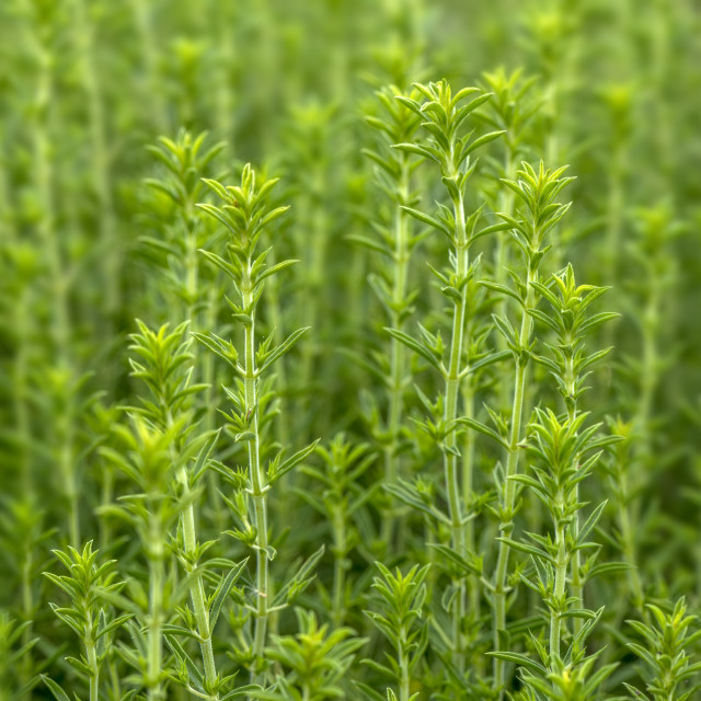 "Green Fantasy" by www.nishantdavid.ca - $16.05 "Green Fantasy" stock image