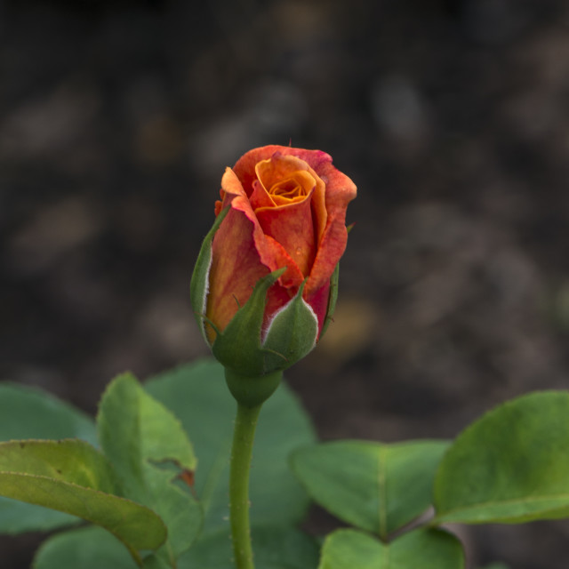 "Stunning Rose Bud" stock image