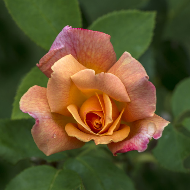 "Stunning Rose" by www.nishantdavid.ca - $16.05 "Stunning Rose" stock image