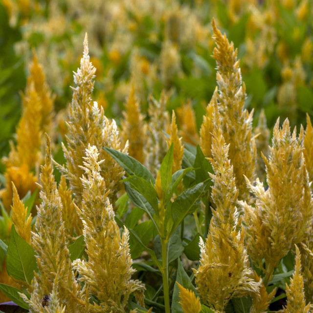 "Golden Blooms" stock image