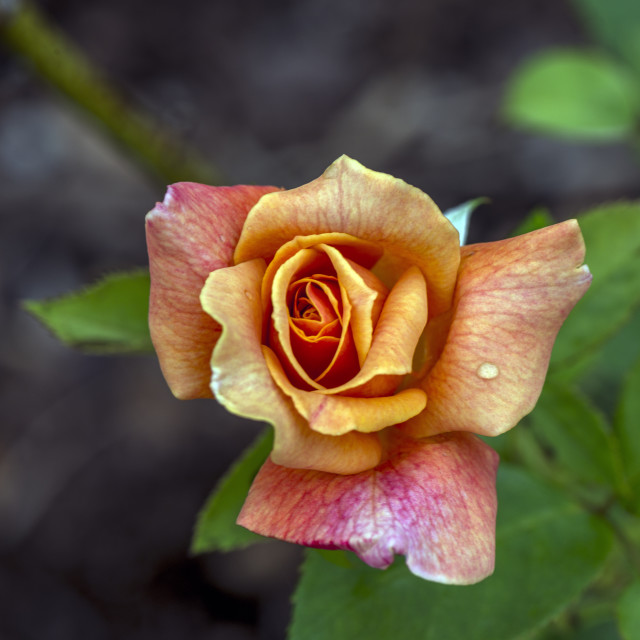 "Stunning Rose" stock image