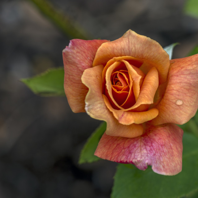 "Stunning Rose" stock image