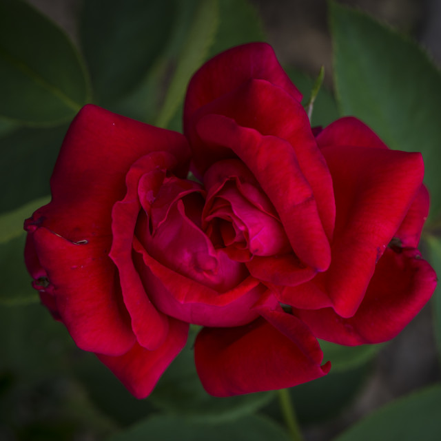 "The Red Rose" stock image