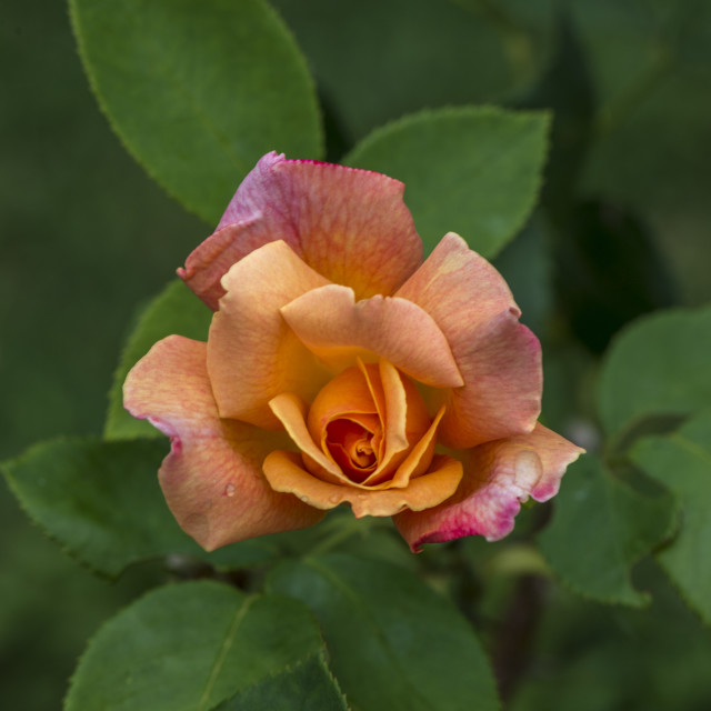 "Stunning Rose" stock image