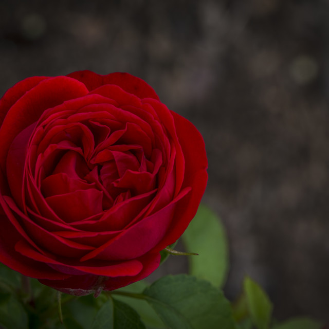 "The Red Rose" stock image