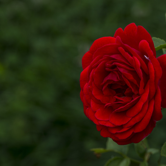 "The Red Rose" stock image