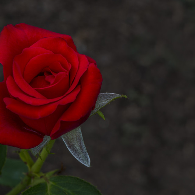 "The Red Rose" stock image