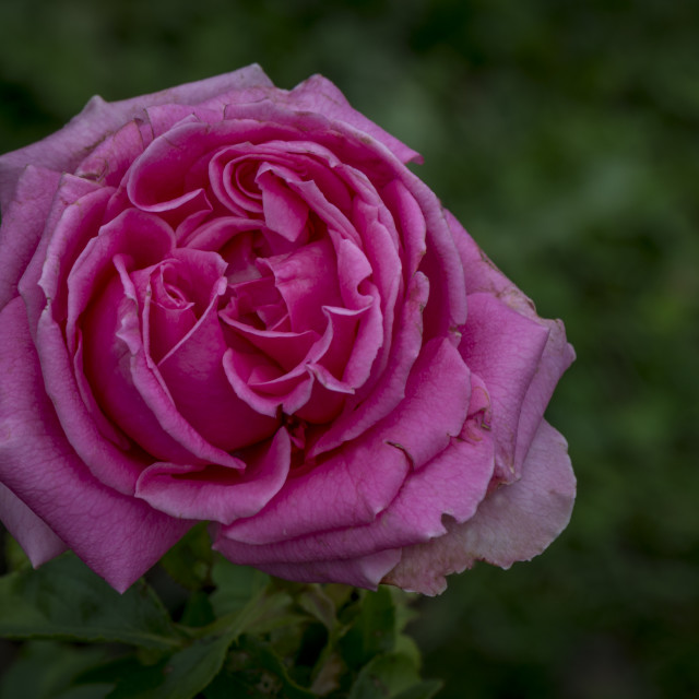 "The Pink Rose" stock image