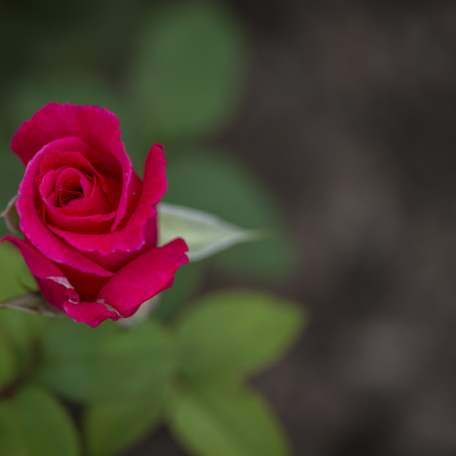 "The Pink Rose" stock image