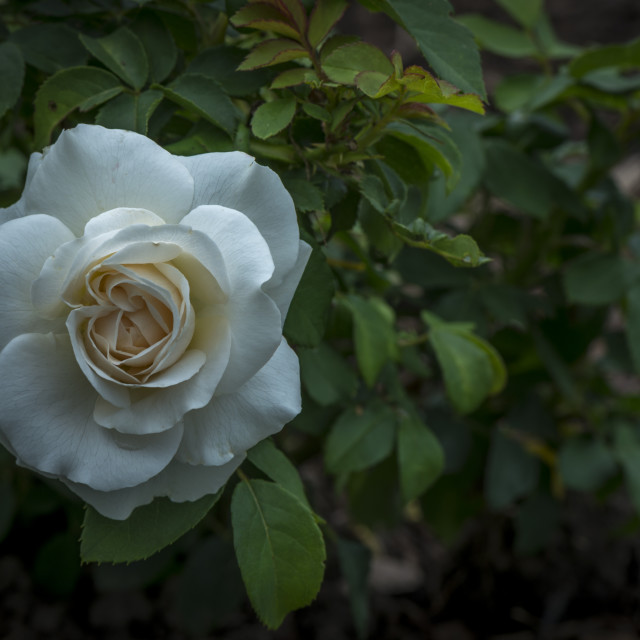 "The White Rose" stock image