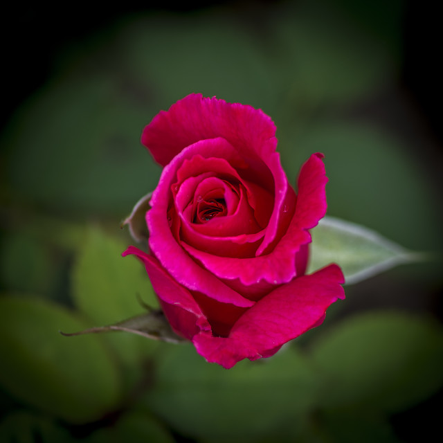 "The Pink Rose" stock image