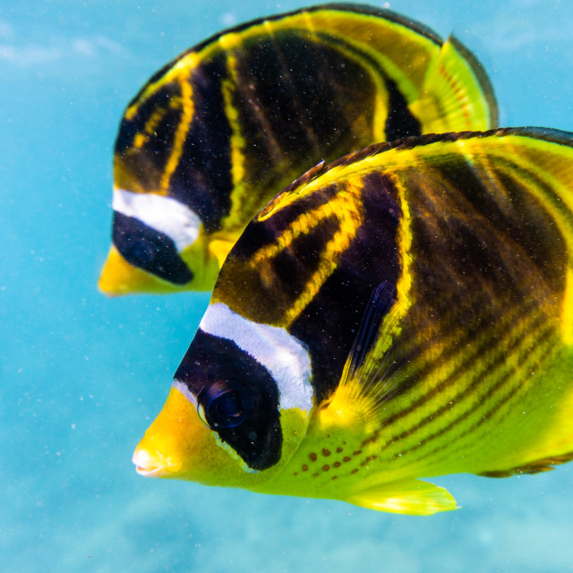 "Racoon Butterflyfish" stock image