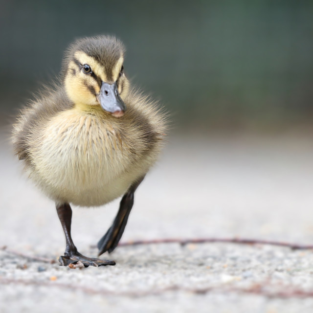 "Mallard Duck Chick" stock image