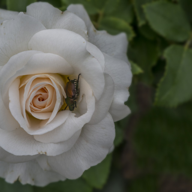 "The Rose and the Beetel" stock image