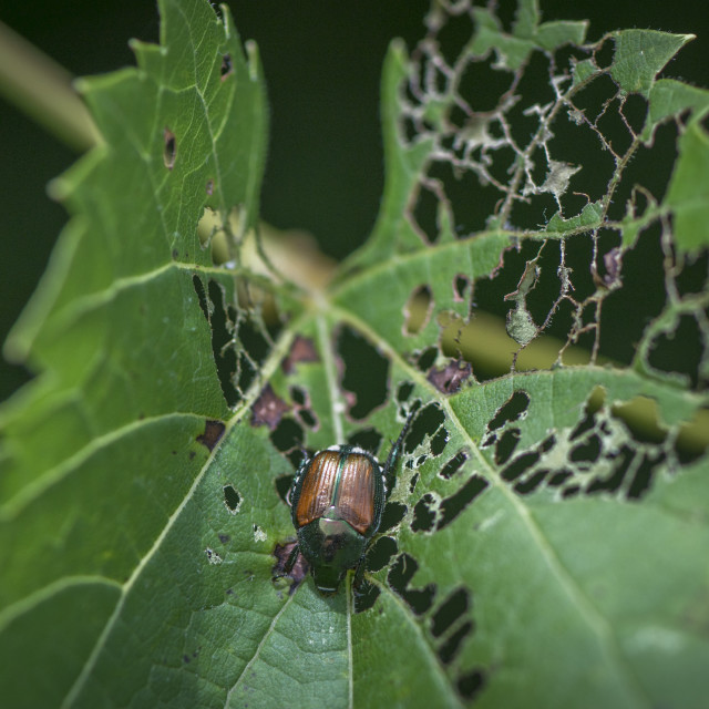 "The Japanese beetle" stock image