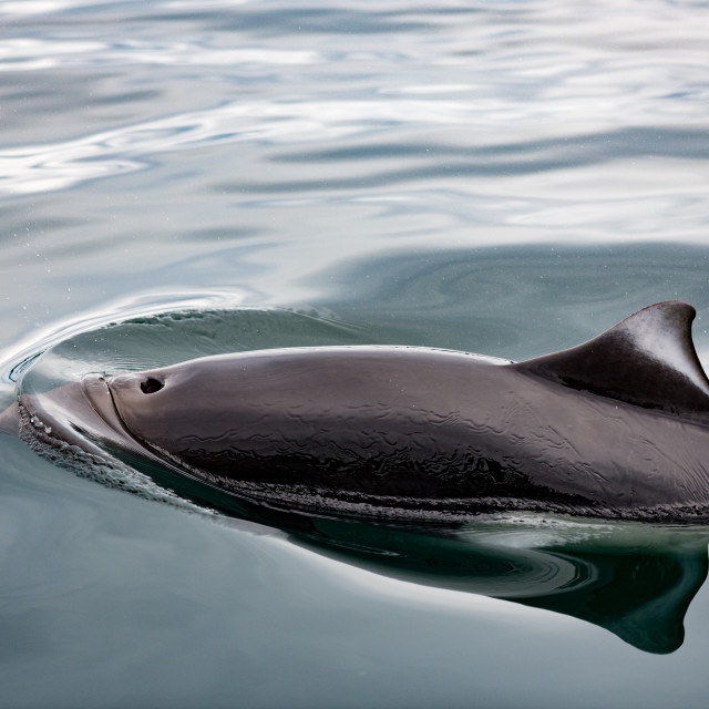 "Dall's Porpoise" stock image