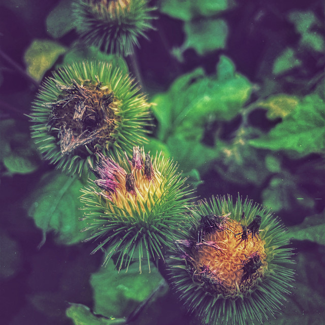 "Coming into flower" stock image