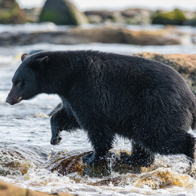 "A Bear Wading" stock image