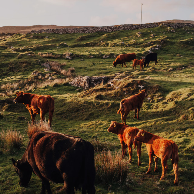 "Cows at golden hour" stock image