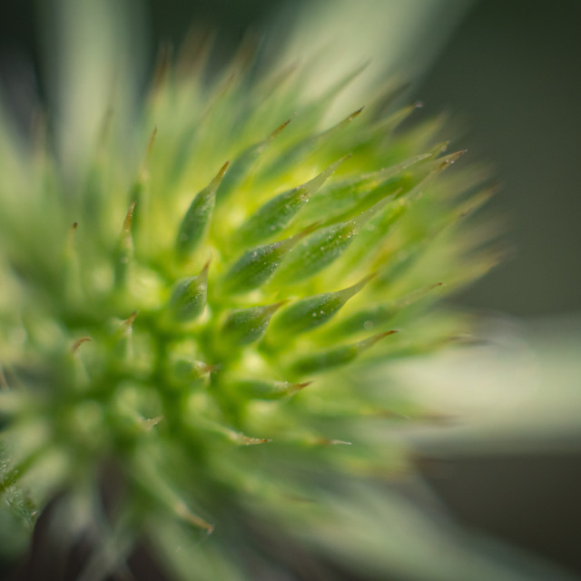 "Macro Flower" stock image