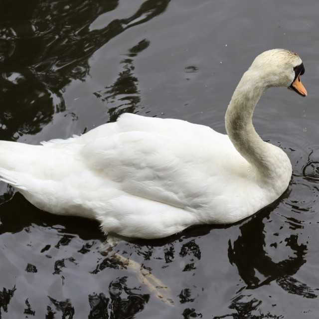 "Swan" stock image