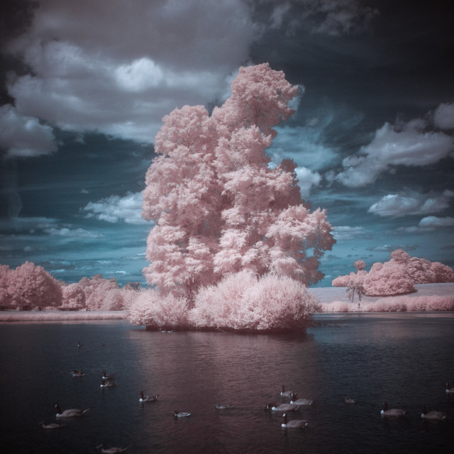 "Infrared Trees and lake" stock image