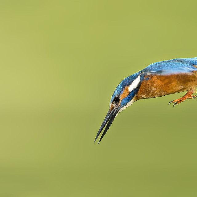 "Kingfisher hunting diving for fish" stock image
