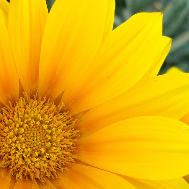 "Yellow flower" stock image