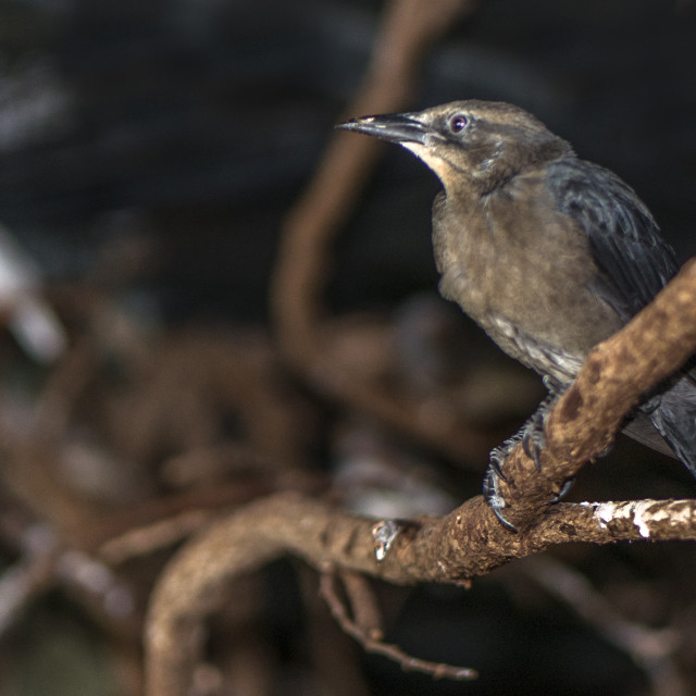 "A Beautiful Bird" stock image