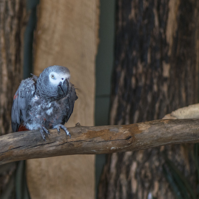 "A Beautiful Bird" by www.nishantdavid.ca - $16.51 "A Beautiful Bird" stock image