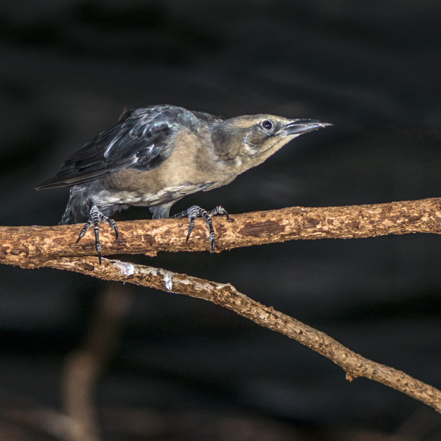 "A Beautiful Bird" stock image