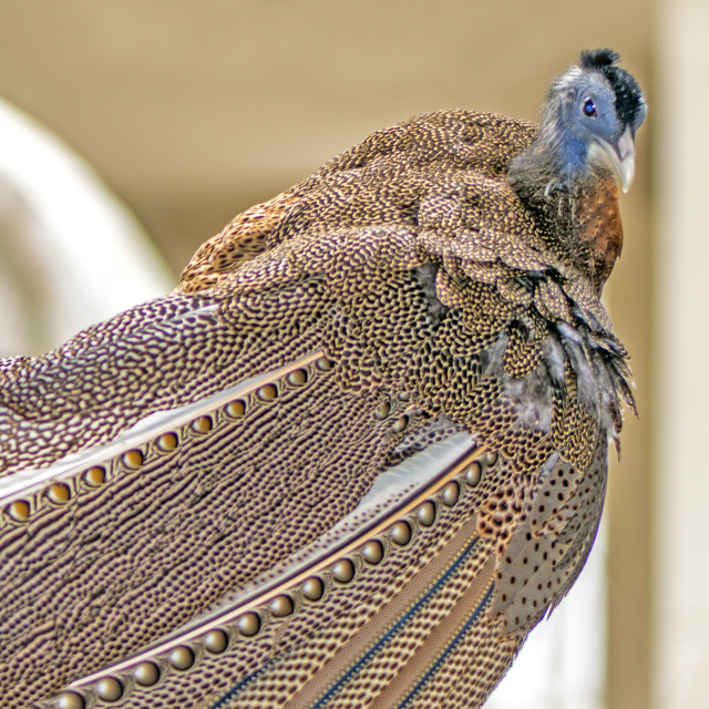 "A Beautiful Bird" stock image