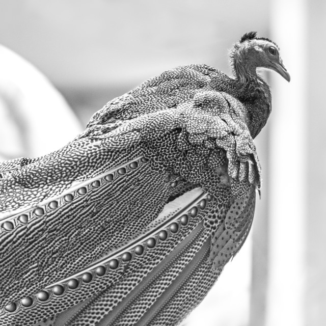 "A Beautiful Bird" stock image