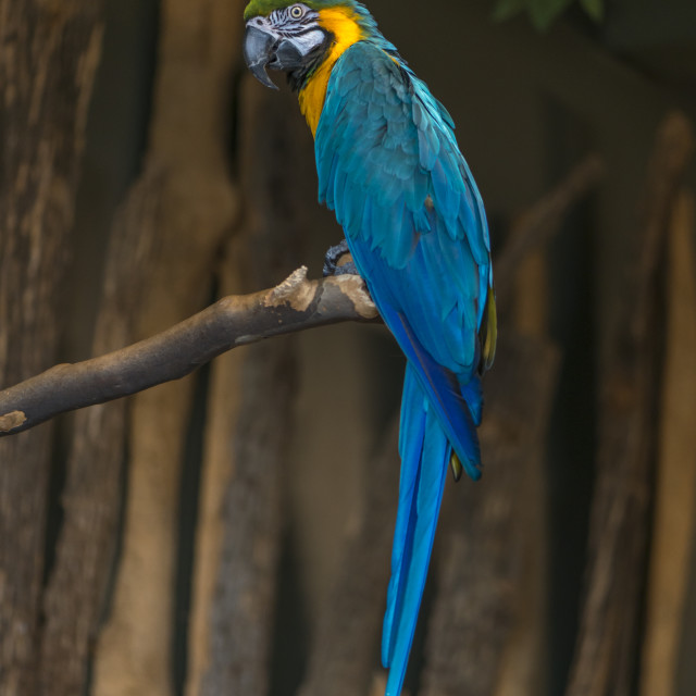 "A Beautiful Bird" by www.nishantdavid.ca - $16.51 "A Beautiful Bird" stock image