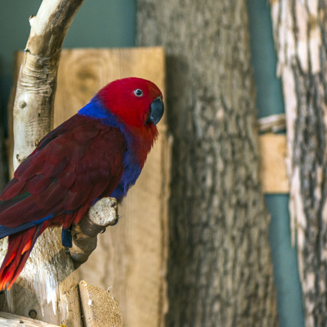 "A Beautiful Bird" stock image