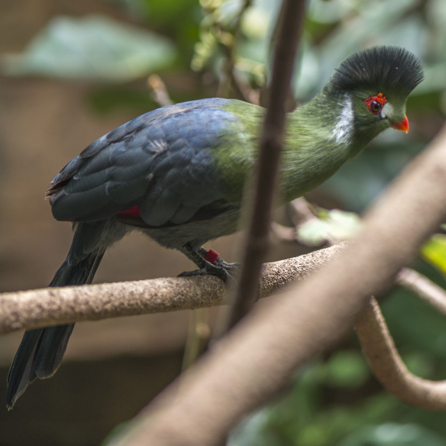 "A Beautiful Bird" stock image