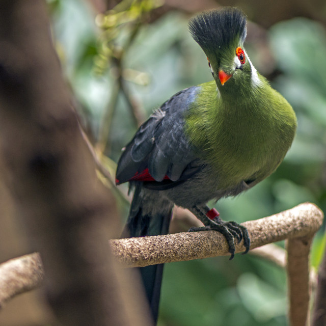 "A Beautiful Bird" stock image