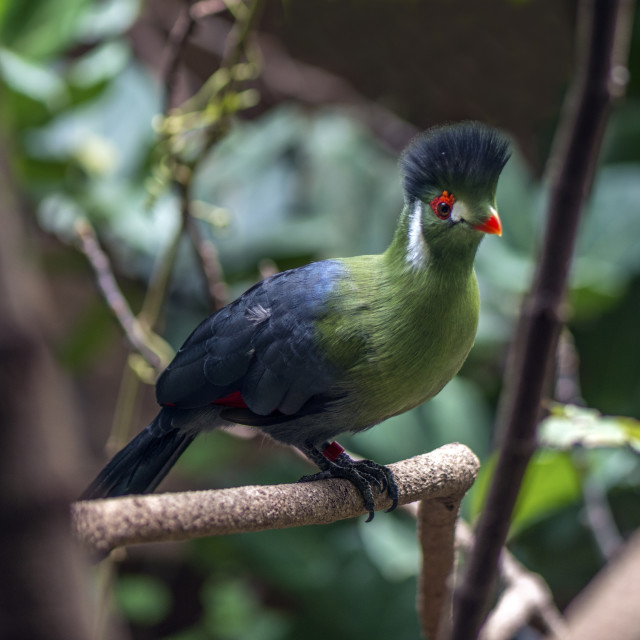 "A Beautiful Bird" stock image