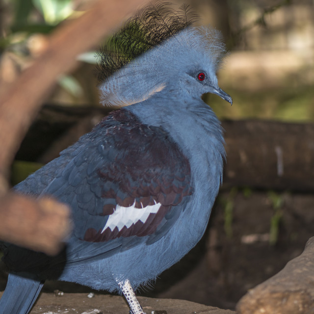 "A Beautiful Bird" stock image