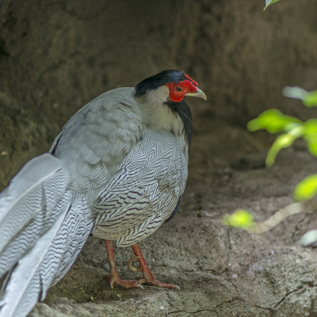 "A Beautiful Bird" stock image