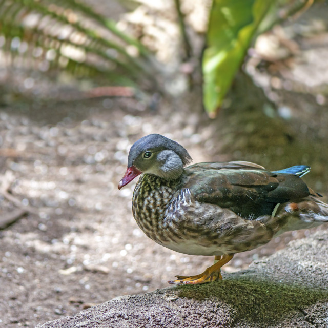 "A Beautiful Bird" stock image